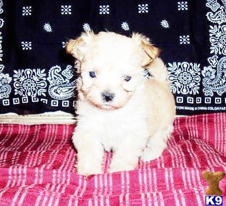 maltipoo puppy posted by NEW PUPPIES